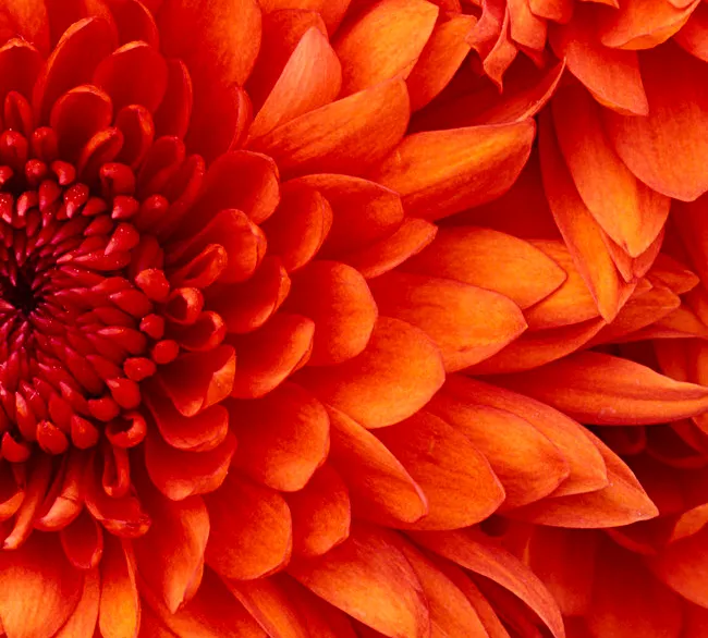 Chrysanthemum.jpg